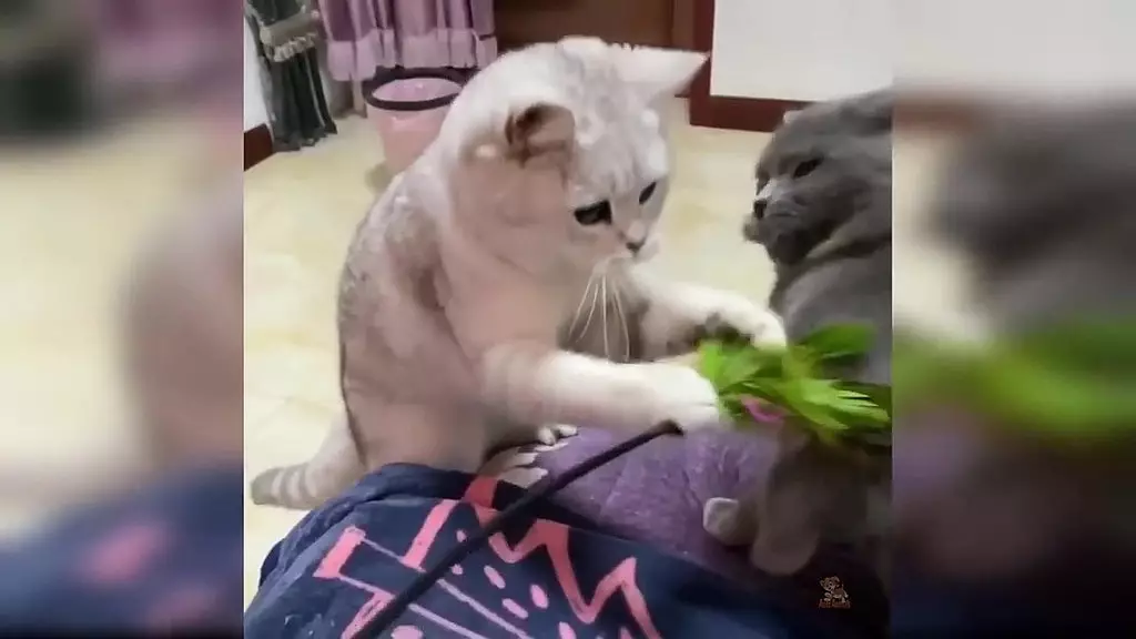 cute and funny cat