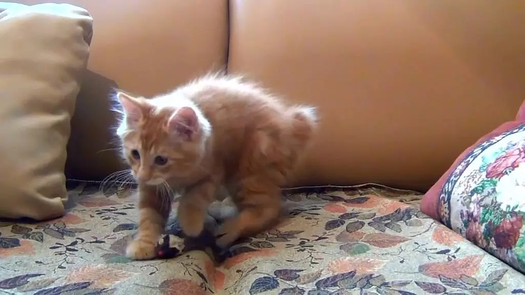 little kitten playing his toy mouse