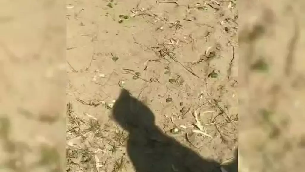 zorritamorocha - chupando pija en la playa publica de argentina - oct 09, 2023