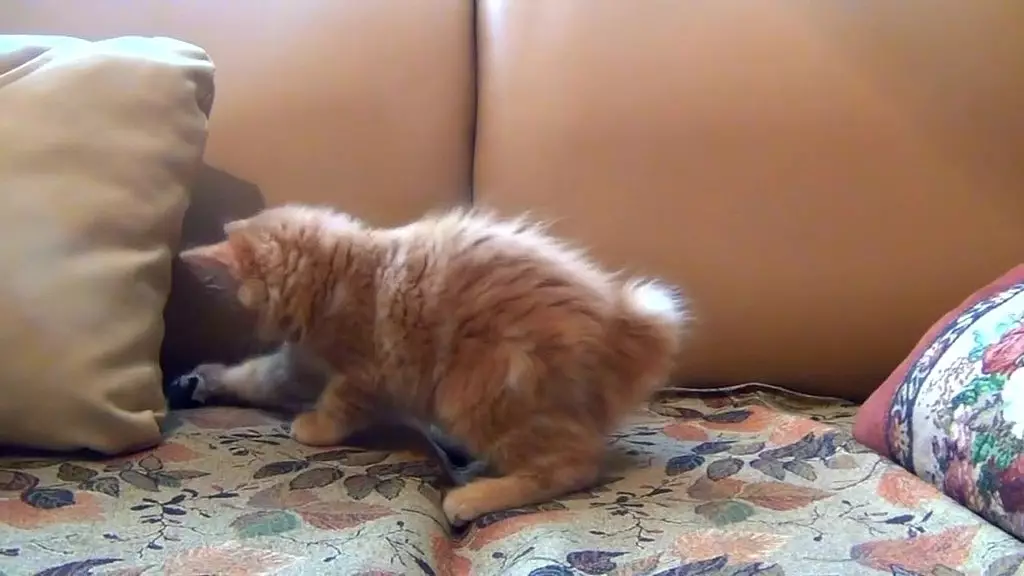 little kitten play with mouse